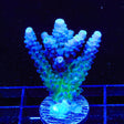 WWC Yellow Tip Acropora Coral