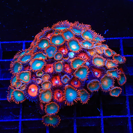 Gatorade Combo Zoanthids Coral