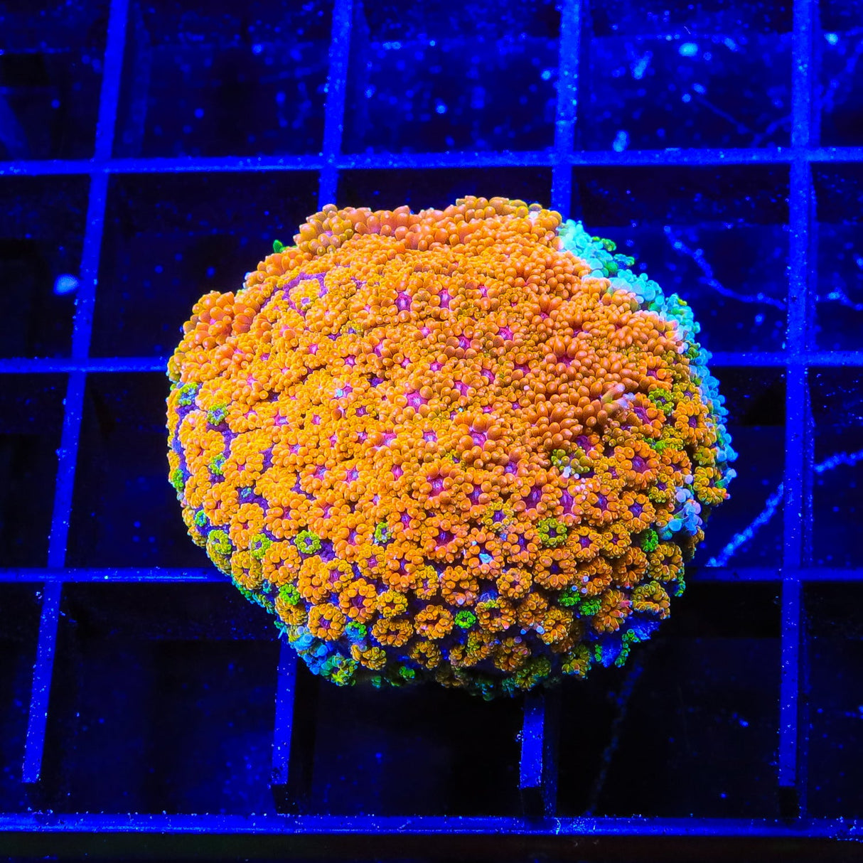 TSA Laffy Taffy Goniopora Coral