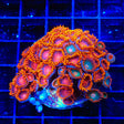 Bam Bam Combo Zoanthids Coral