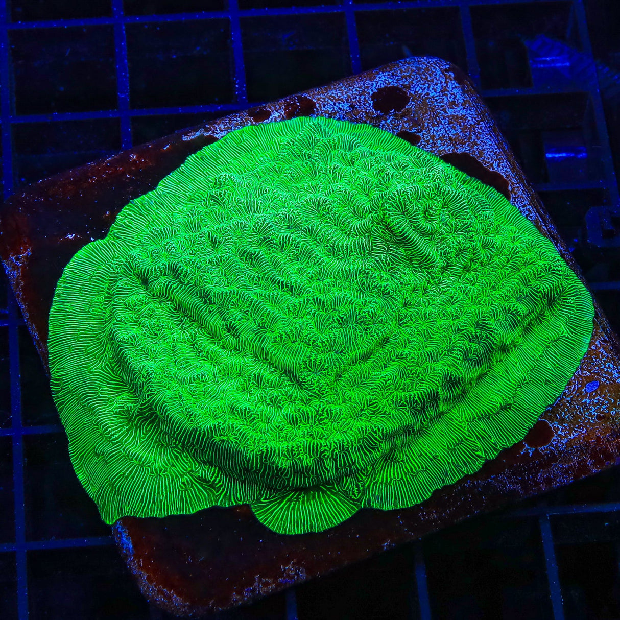 TSA Hulk Leptoseris Coral