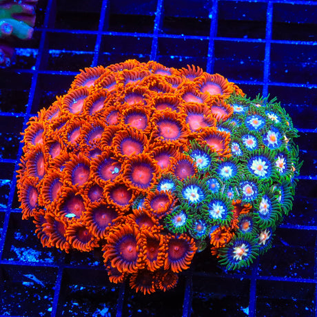 Bam Bam and Daisy Cutter Zoanthids Coral