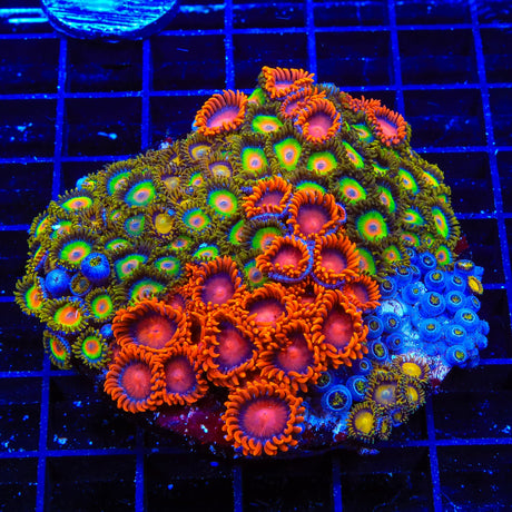 Rasta and Bam Bam Zoanthids Coral