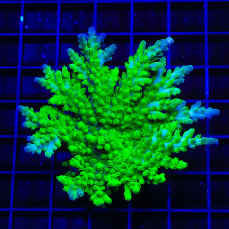 ORA Frogskin Acropora Colony Coral