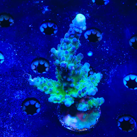 WWC Yellow Tip Acropora Colony Coral