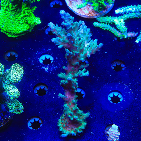 TSA Ice Tort Acropora Colony Coral