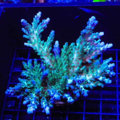 TSA Ice Tort Acropora Coral Colony