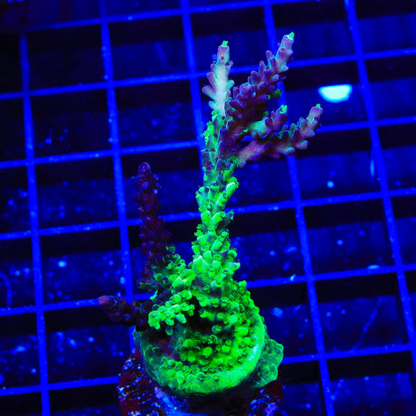 TSA Raspberry Splice Acropora Coral Colony