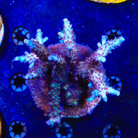 Vivids Rainbow Delight Acropora Colony Coral