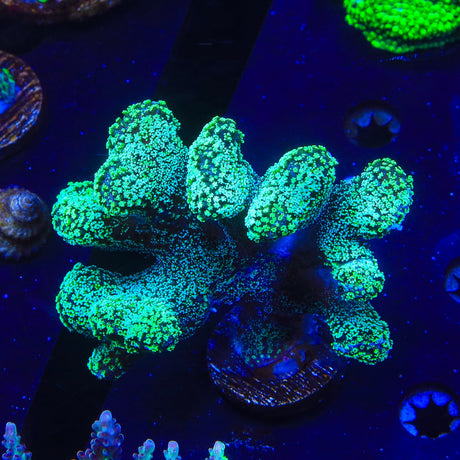 Green Stylophora Colony Coral