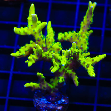 CB The Thing Anacropora Coral