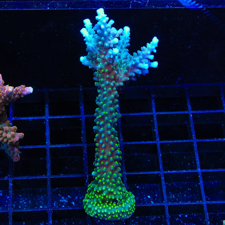 TSA Sprocket Acropora Coral Colony