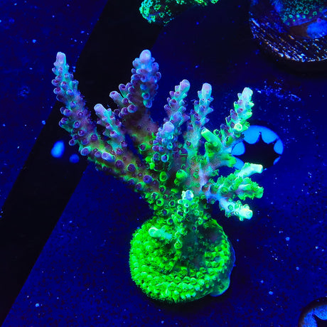 TSA Raspberry Splice Acropora Colony Coral