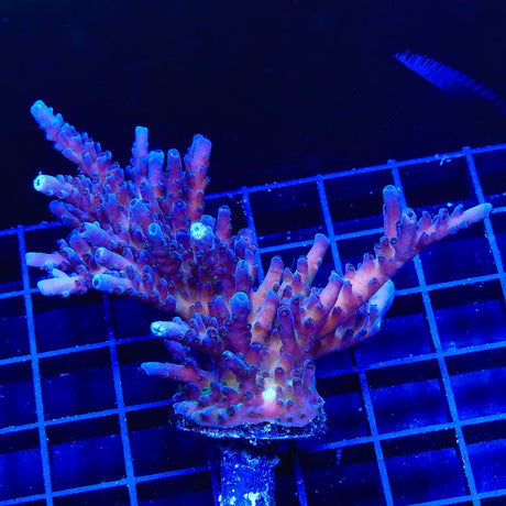 RR Aussie Gold Acropora Coral