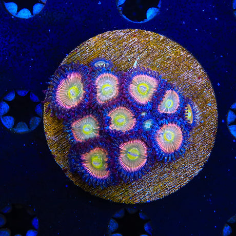 TSA Rainbow Spectrum Zoanthids Colony Coral