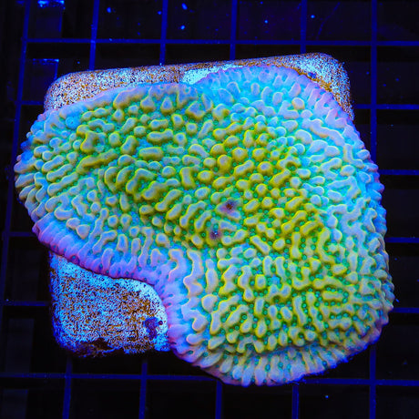 TSA Pink Halo Montipora Coral