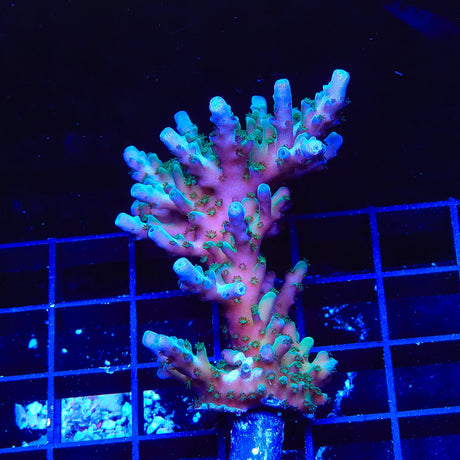 TSA Ice Tort Acropora Coral