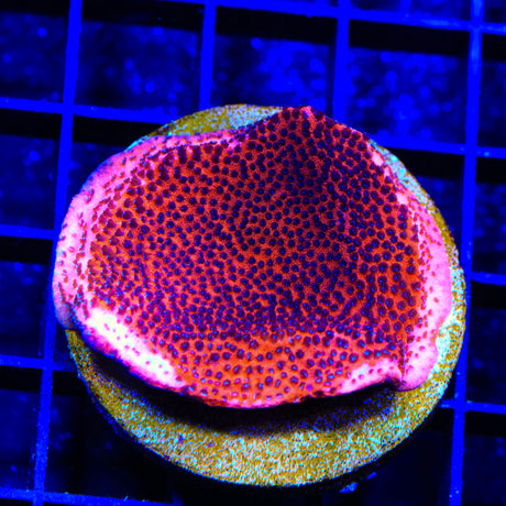 Mystic Sunset Montipora Colony Coral