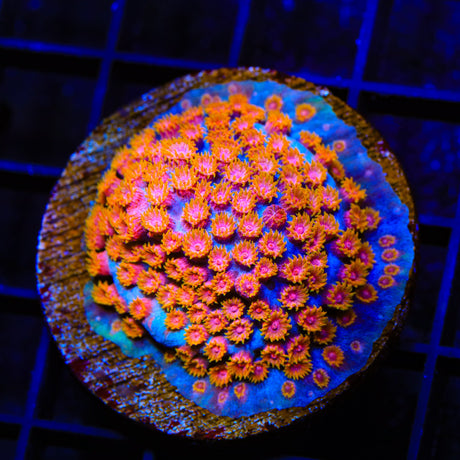 WWC Bizarro Cyphastrea Colony Coral