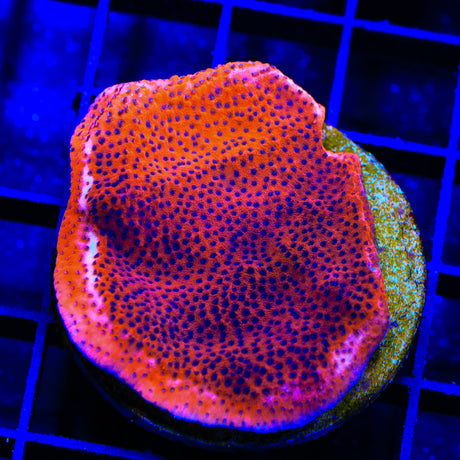 Mystic Sunset Montipora Colony Coral