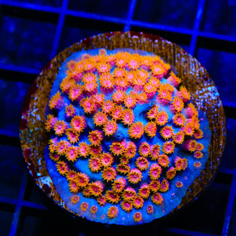 WWC Bizarro Cyphastrea Colony Coral