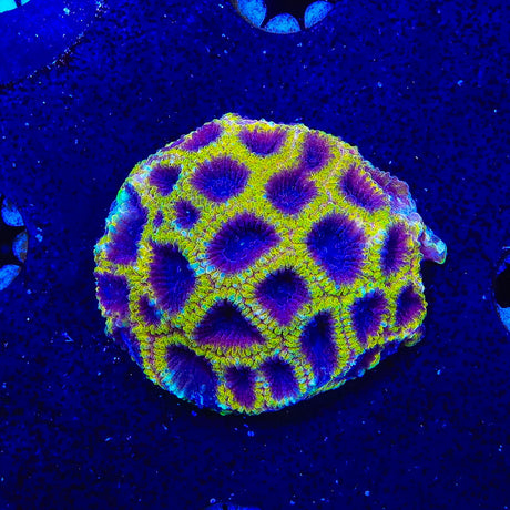 TSA Wolverine Favia Colony Coral