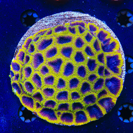 TSA Wolverine Favia Colony Coral