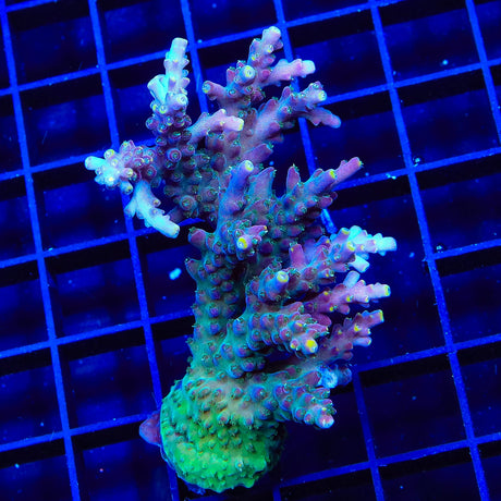 TSA Purple Rain Acropora Colony Coral