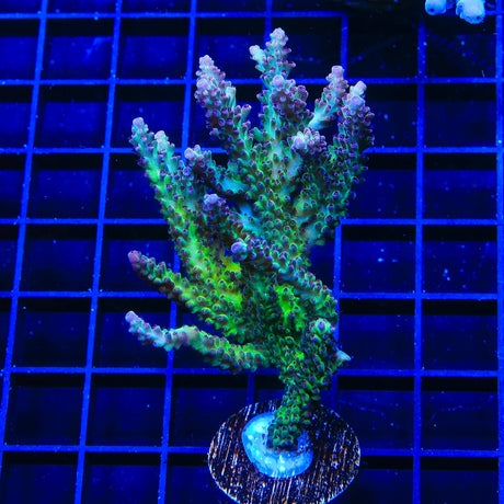 TSA Raspberry Limeade Acropora Colony Coral