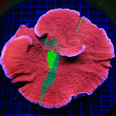 TSA Mind Meld Montipora Colony Coral