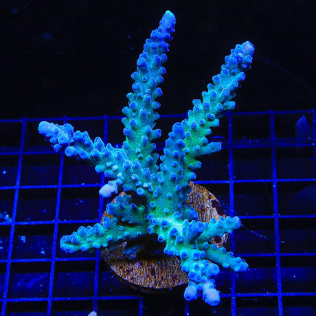 WWC Yellow Tip Acropora Colony Coral