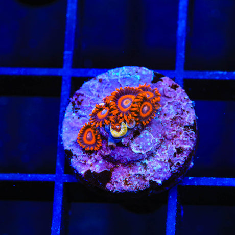 TSA Safe Cracker Zoanthids Coral