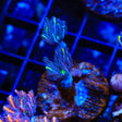 TSA Lemon Laser Clove Polyp Coral - Top Shelf Aquatics