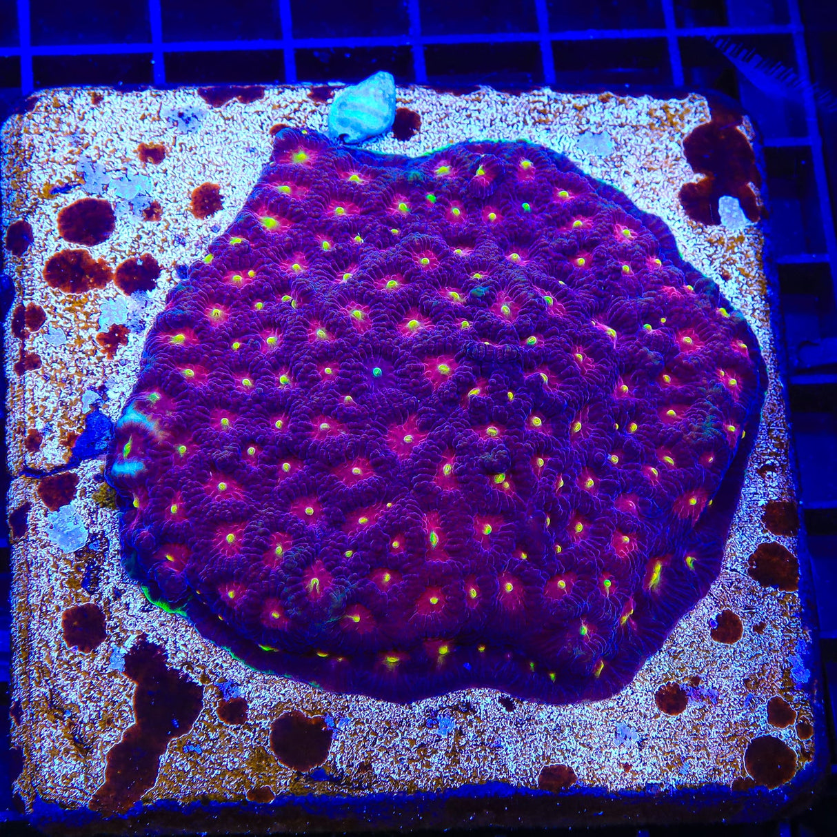 Skittles Favia Coral Colony