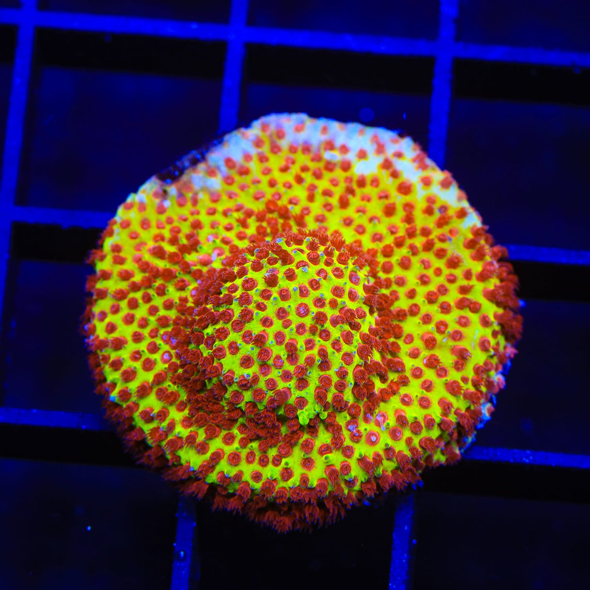 JF Burning Banana Stylocoeniella Coral