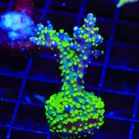 TSA Sour Patch Acropora Coral