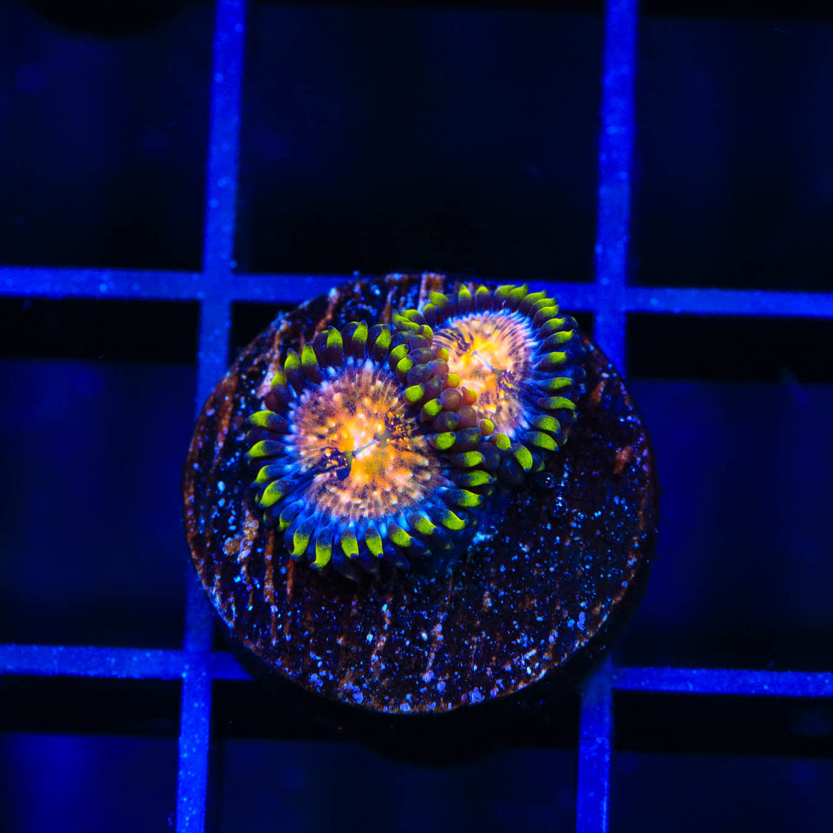 WWC Nirvana Zoanthids Coral