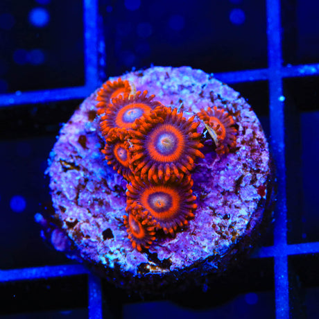 TSA Safe Cracker Zoanthids Coral - Top Shelf Aquatics