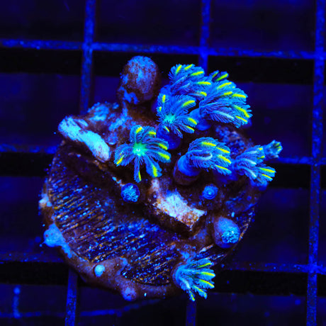 TSA Lemon Laser Clove Polyp Coral - (Almost WYSIWYG) - Top Shelf Aquatics 