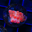 Red Brick Cyphastrea Coral