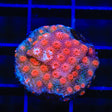 Red Brick Cyphastrea Coral