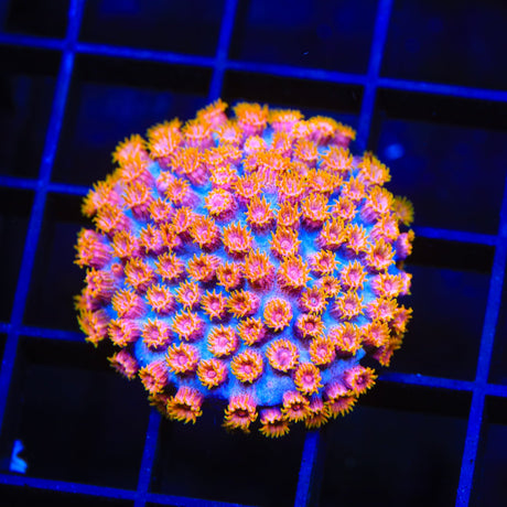 WWC Bizarro Cyphastrea Coral