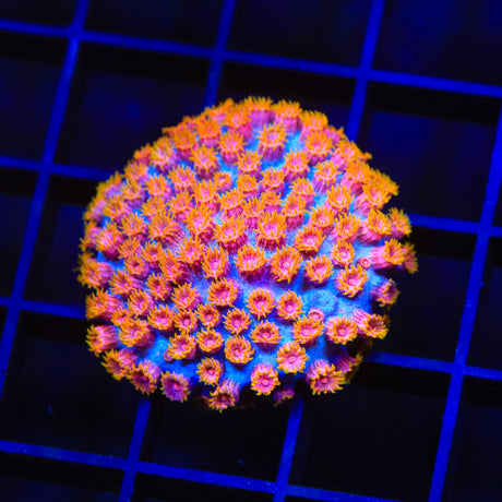 WWC Bizarro Cyphastrea Coral