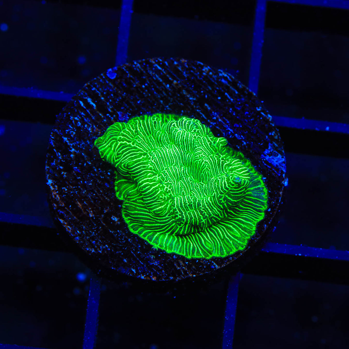 TSA Hulk Leptoseris Coral - Top Shelf Aquatics