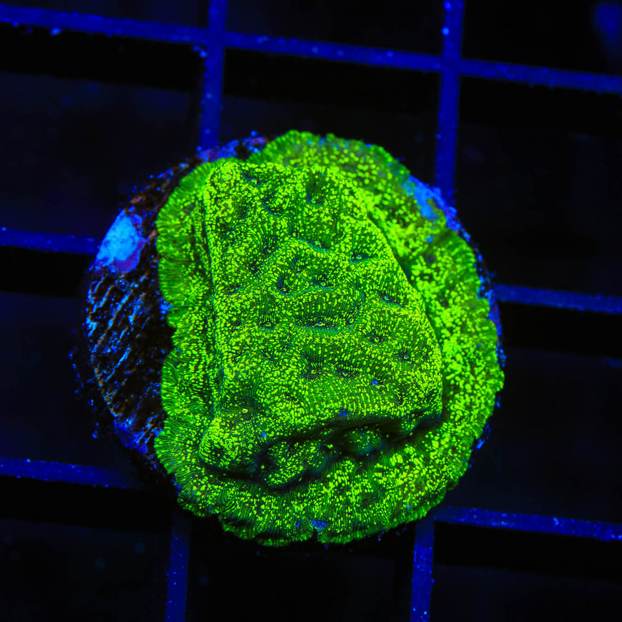 TSA Northern Lights Leptoseris Coral - Top Shelf Aquatics