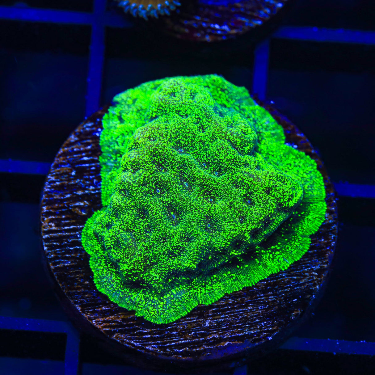 TSA Northern Lights Leptoseris Coral