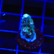 TSA Haymaker Acropora Coral