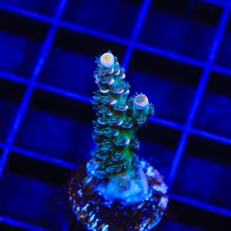 TSA Haymaker Acropora Coral