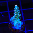 TSA Haymaker Acropora Coral