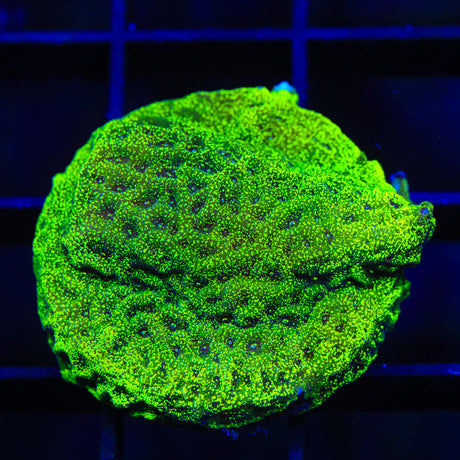 TSA Northern Lights Leptoseris Coral